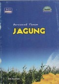 Bercocok Tanam Jagung