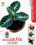 Serial Galeri Eksotika Alocasia